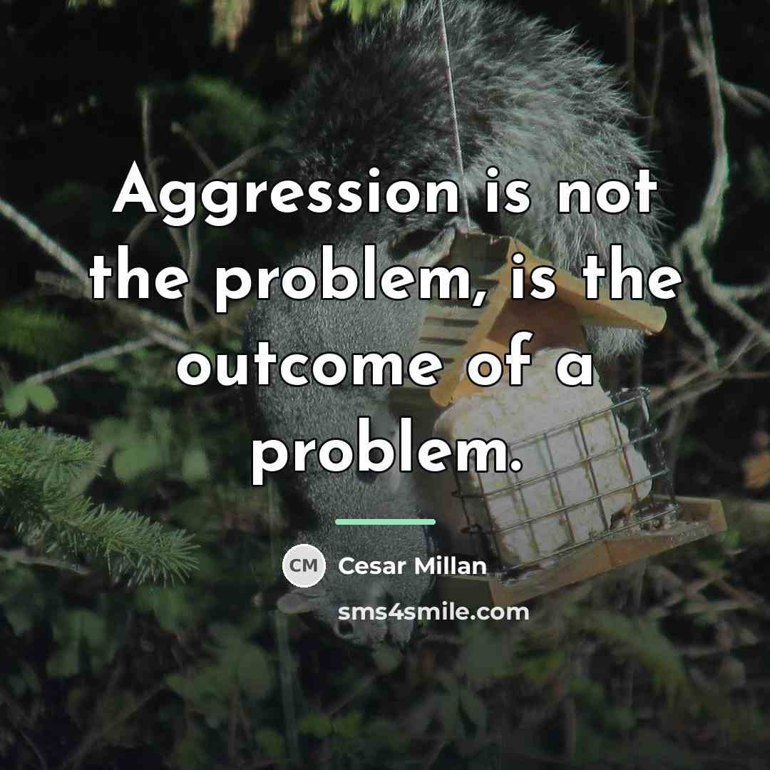 “Aggression is not the problem, is the outcome of a…” quote by Cesar Millan