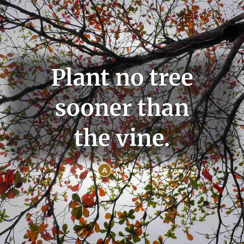 “Plant no tree sooner than the vine.…” quote by Alcaeus