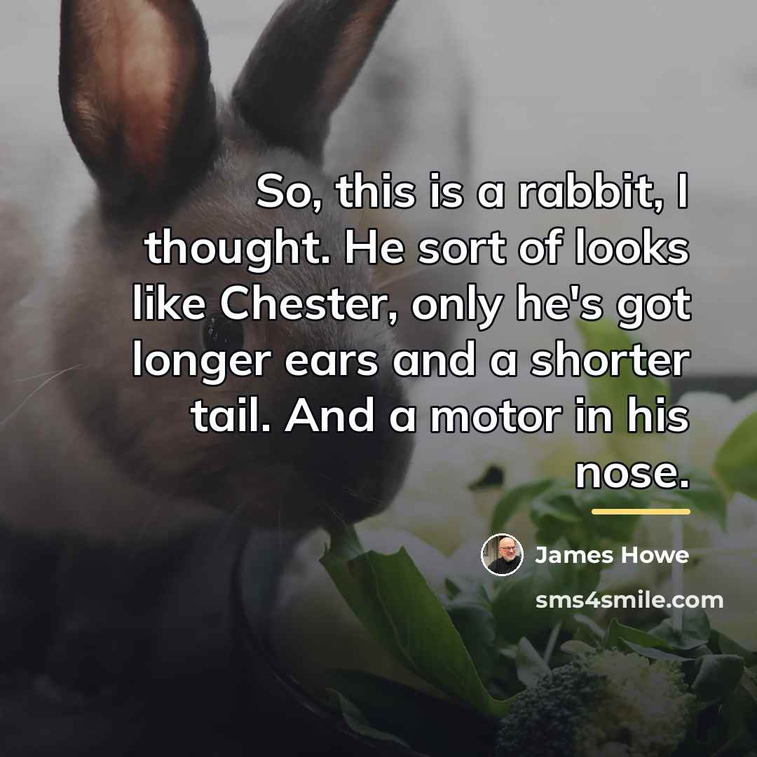 “So, this is a rabbit, I thought. He sort of…” quote by James Howe
