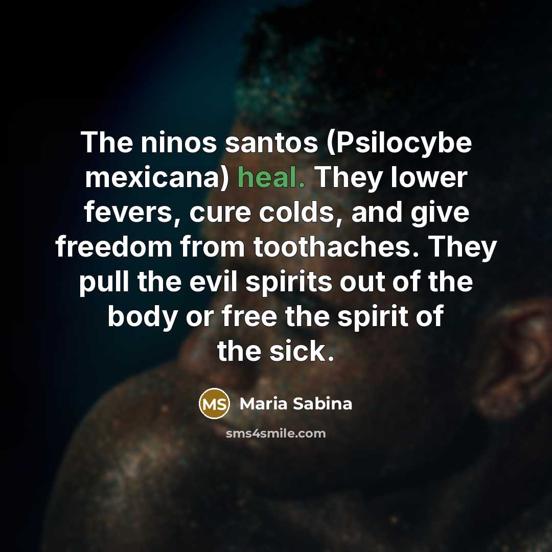 “The ninos santos (Psilocybe mexicana) heal. They lower fevers, cure…” quote by Maria Sabina