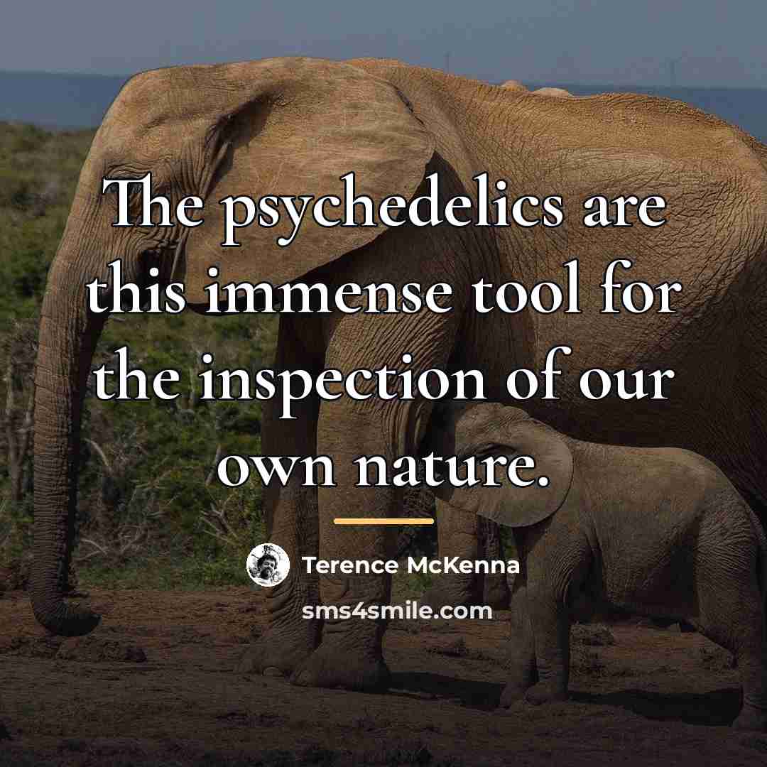 “The psychedelics are this immense tool for the inspection of…” quote by Terence McKenna