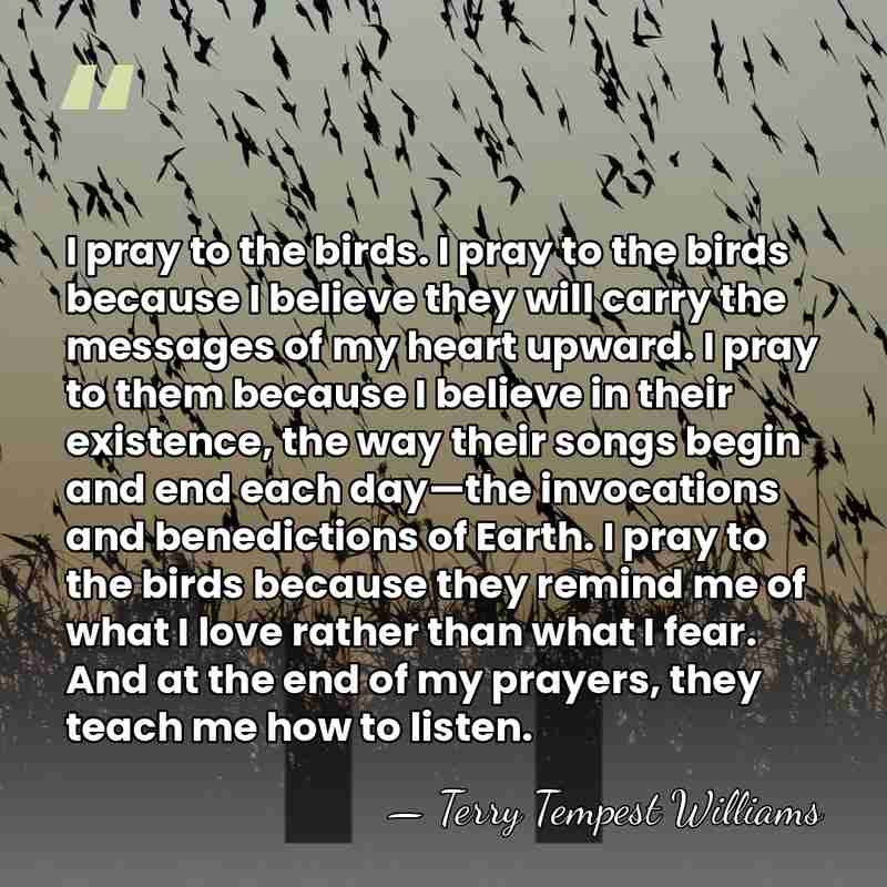 I pray to the birds. I pray to the birds because I&hellip; - Terry Tempest Williams