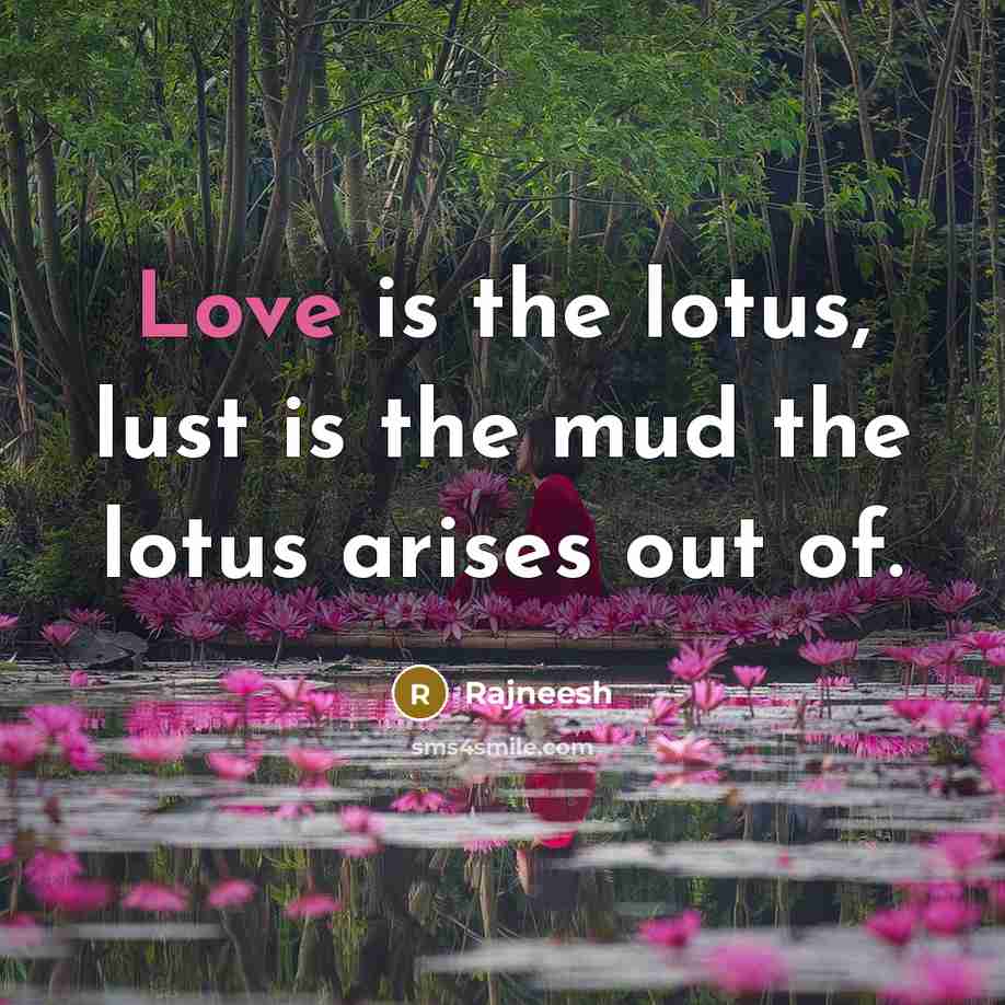 “Love is the lotus, lust is the mud the lotus…” quote by Rajneesh
