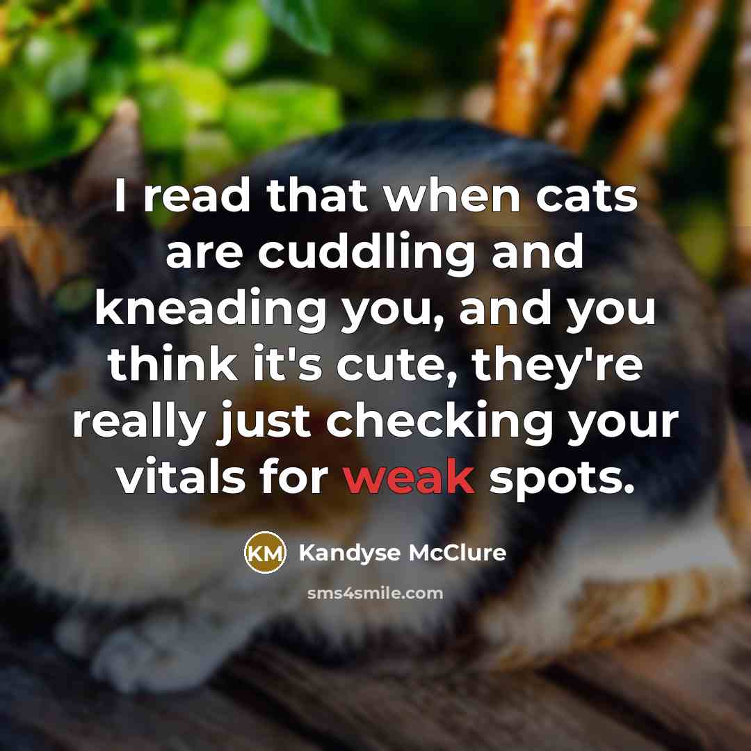 “I read that when cats are cuddling and kneading you,…” quote by Kandyse McClure