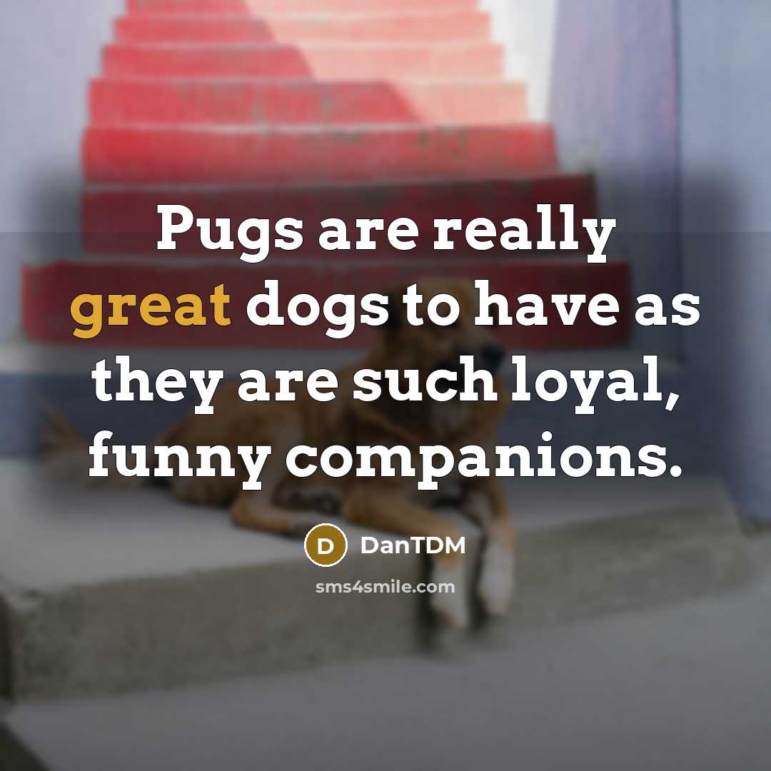 “Pugs are really great dogs to have as they are…” quote by DanTDM