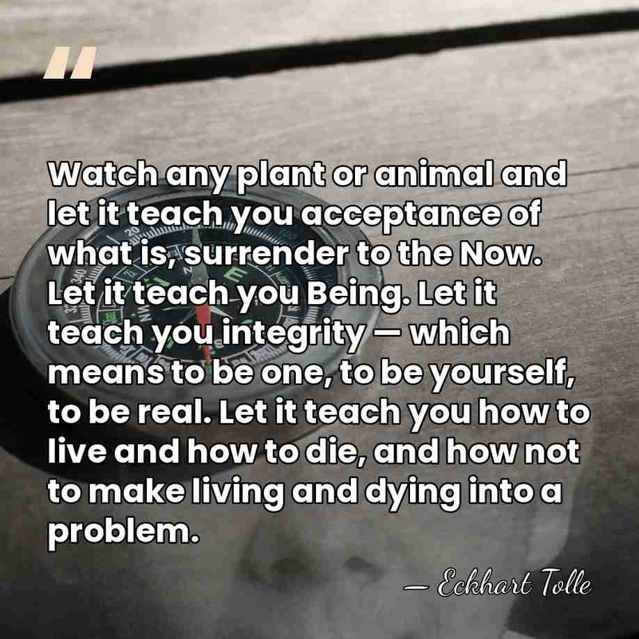 Watch any plant or animal and let it teach you acceptance of&hellip; - Eckhart Tolle