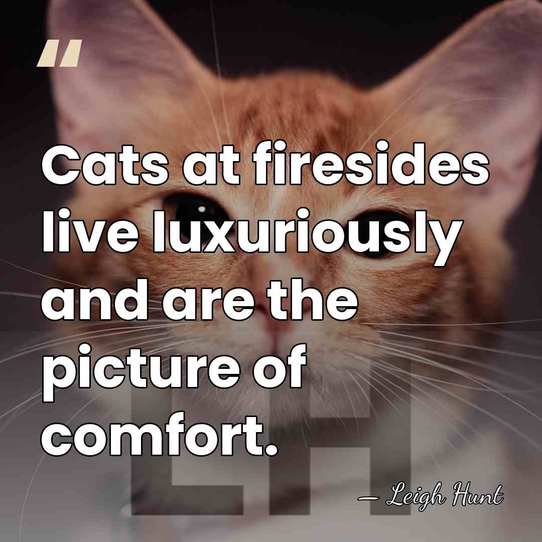 Cats at firesides live luxuriously and are the picture of comfort. - Leigh Hunt
