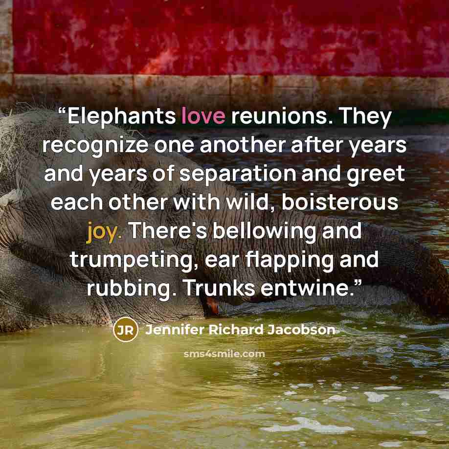 “Elephants love reunions. They recognize one another after years and years of separation and greet each other with wild, boisterous joy. There's bellowing and trumpeting, ear flapping and rubbing. Trunks entwine.” quote by Jennifer Richard Jacobson