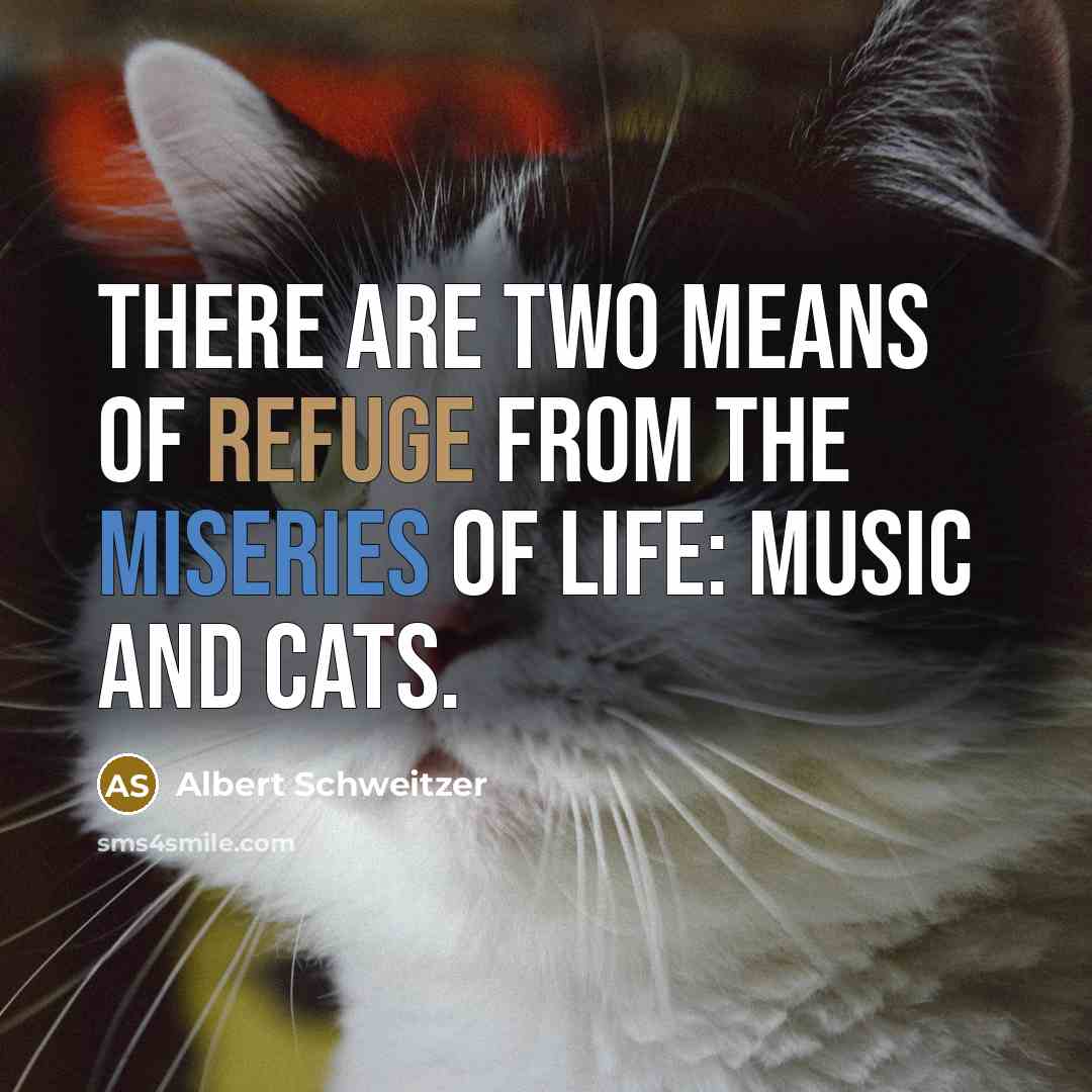 “There are two means of refuge from the miseries of life: music and cats.” quote by Albert Schweitzer