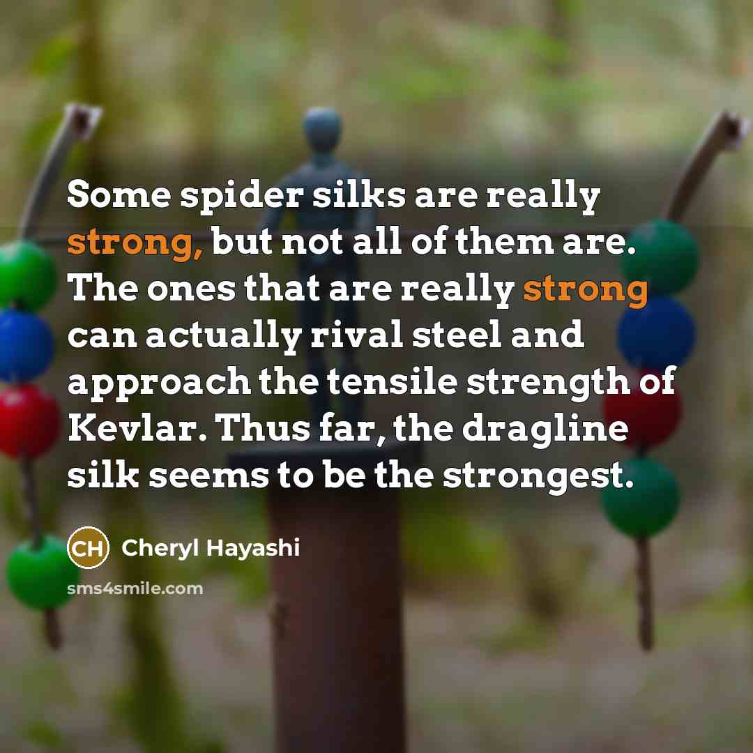 “Some spider silks are really strong, but not all of…” quote by Cheryl Hayashi