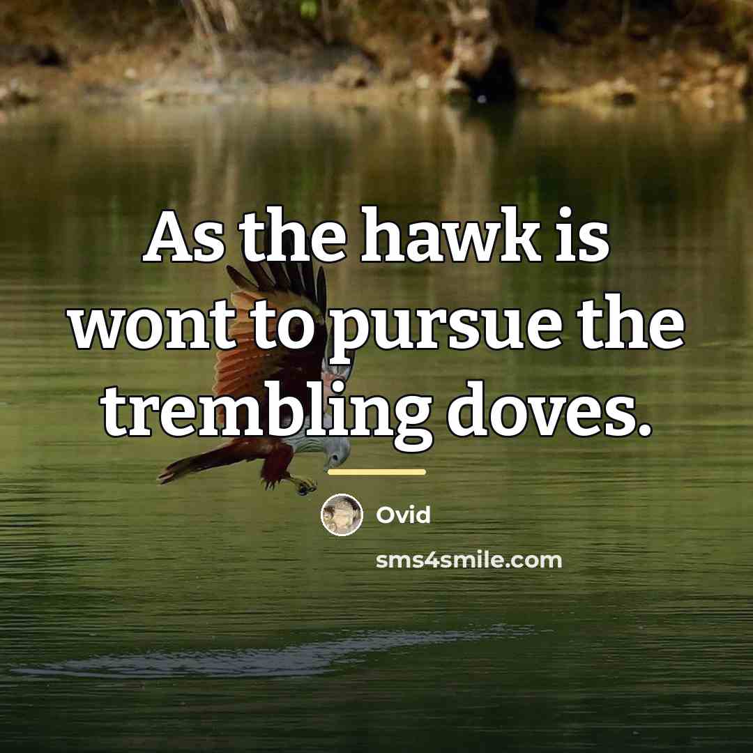 “As the hawk is wont to pursue the trembling doves.…” quote by Ovid