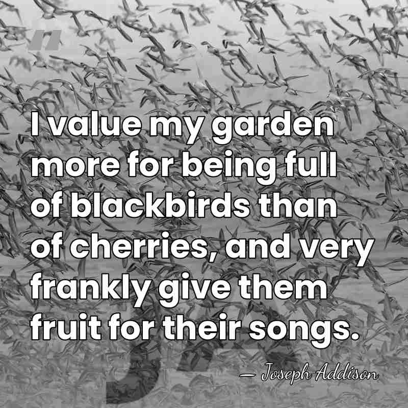 I value my garden more for being full of blackbirds than of&hellip; - Joseph Addison