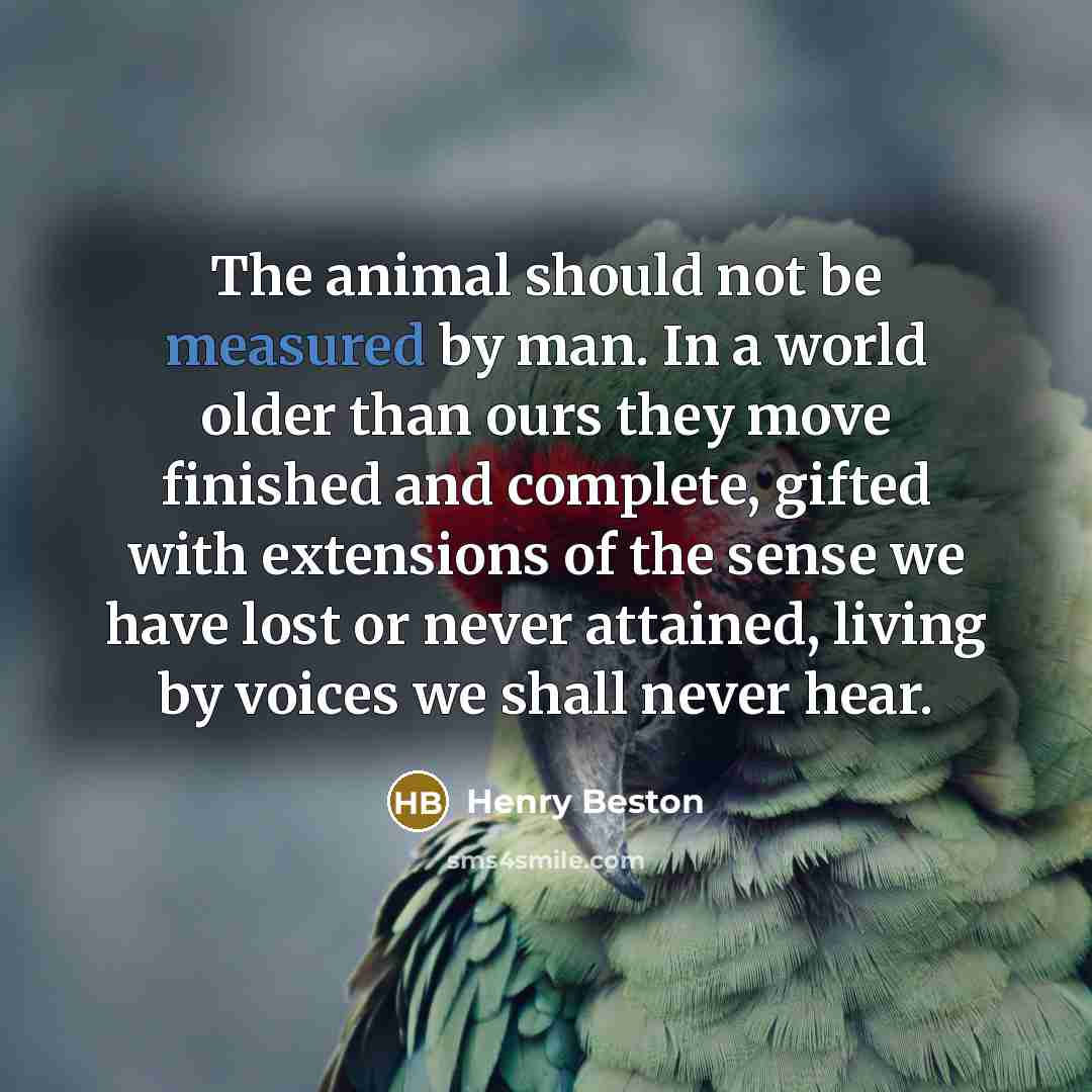 “The animal should not be measured by man. In a…” quote by Henry Beston
