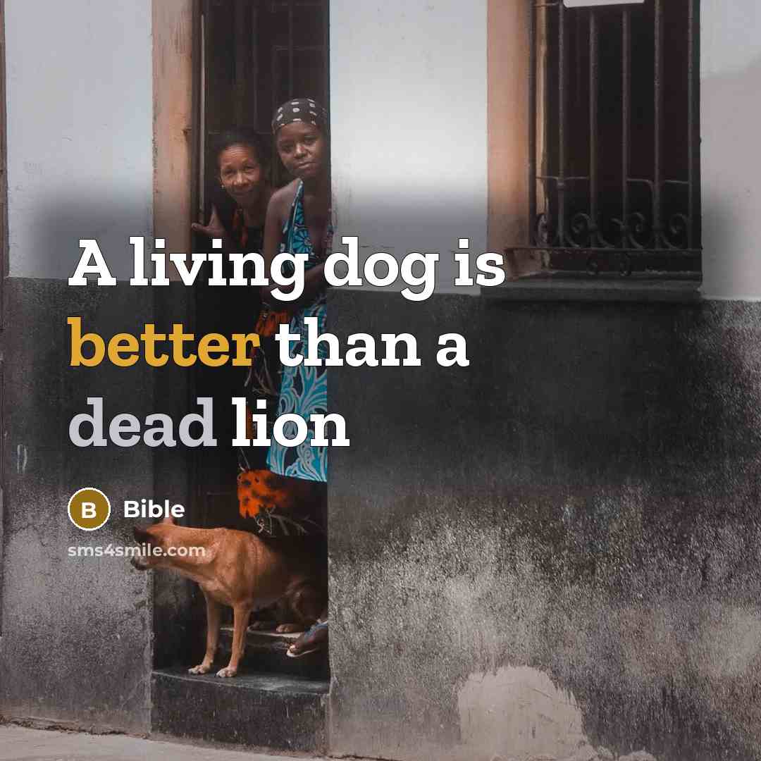“A living dog is better than a dead lion” quote by Bible