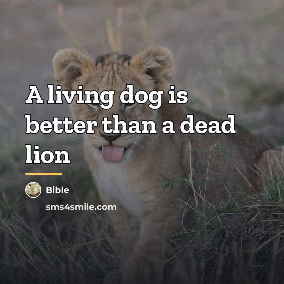 “A living dog is better than a dead lion…” quote by Bible
