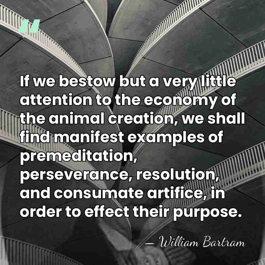 If we bestow but a very little attention to the economy of&hellip; - William Bartram
