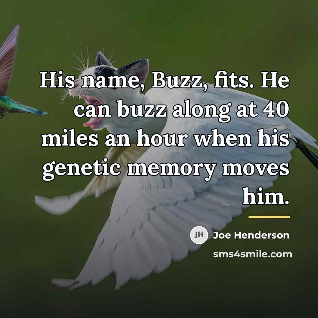 “His name, Buzz, fits. He can buzz along at 40…” quote by Joe Henderson
