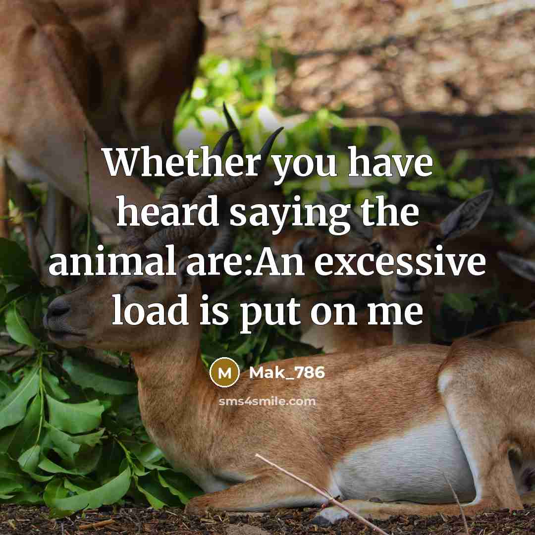 “Whether you have heard saying the animal are:An excessive load…” quote by Mak_786