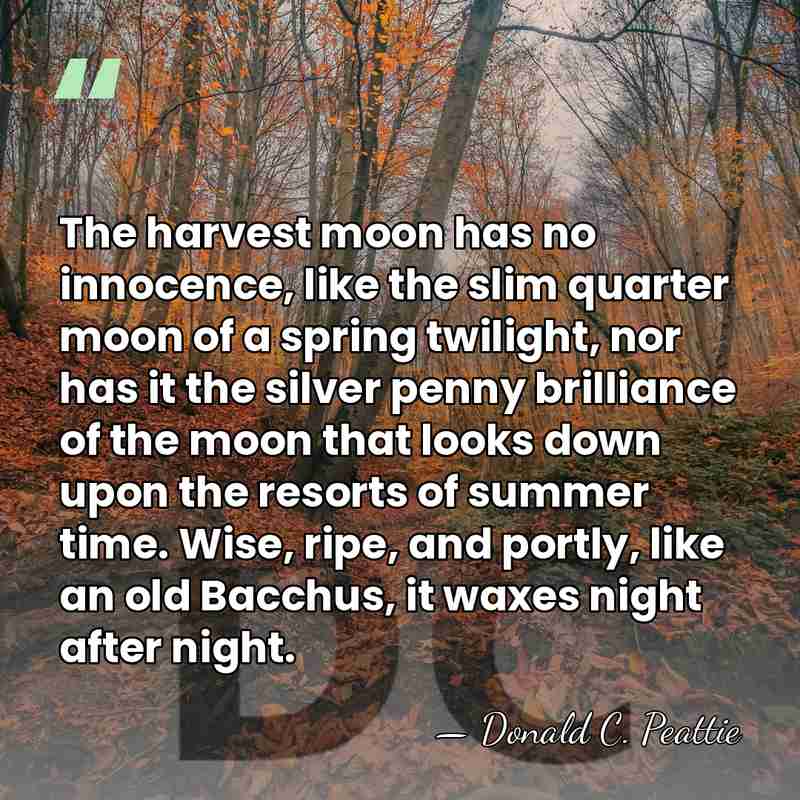The harvest moon has no innocence, like the slim quarter moon of&hellip; - Donald C. Peattie