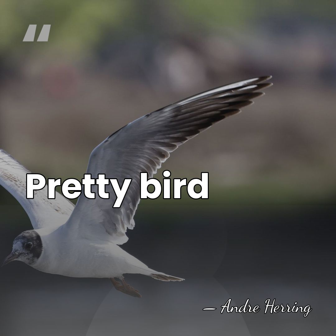 Pretty bird - Andre Herring