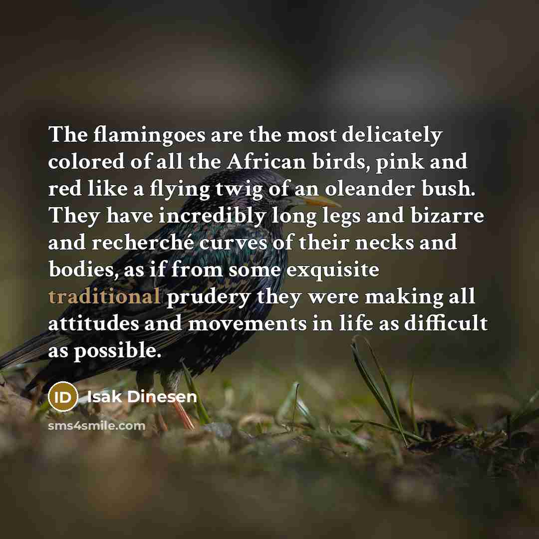 “The flamingoes are the most delicately colored of all the…” quote by Isak Dinesen