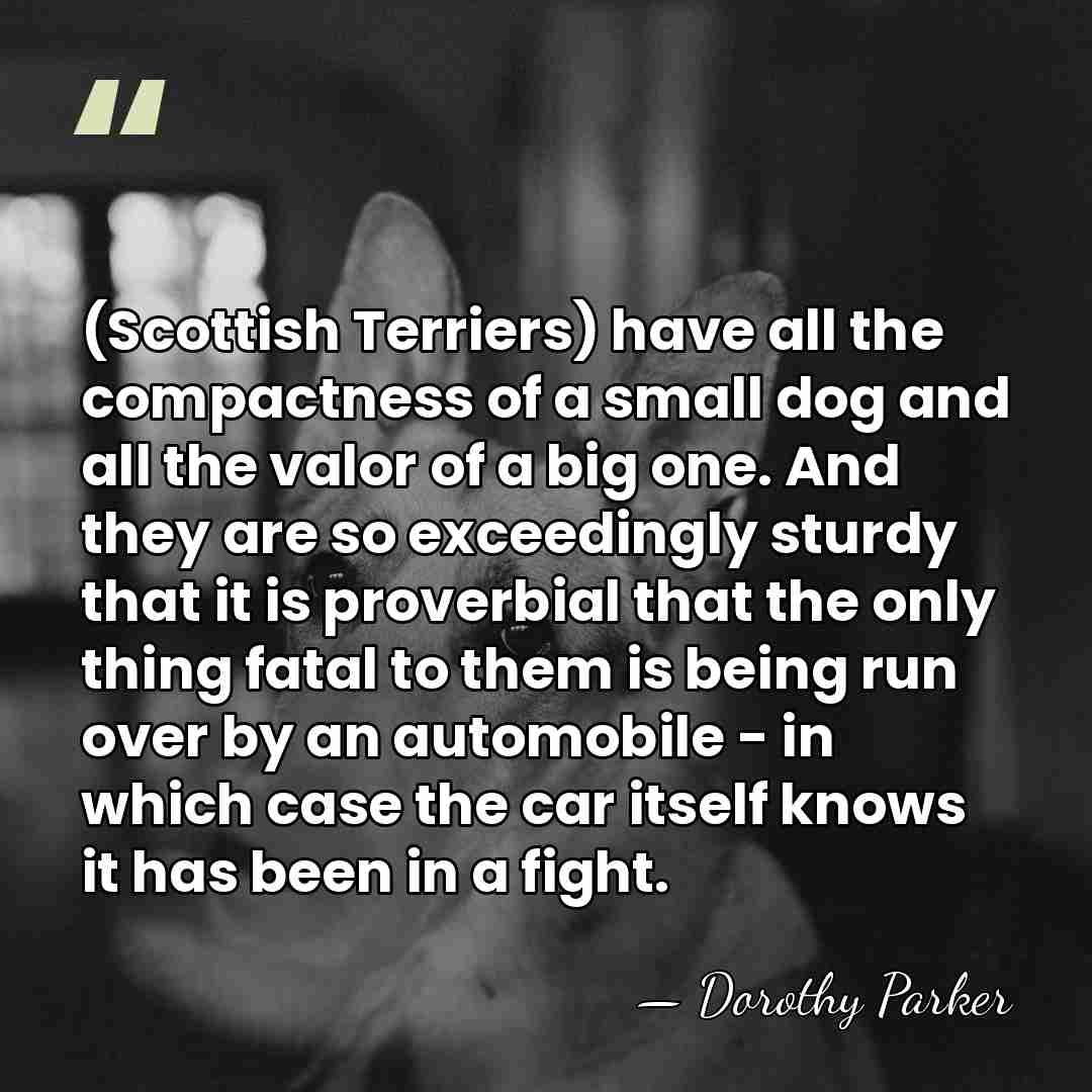 (Scottish Terriers) have all the compactness of a small dog and all&hellip; - Dorothy Parker