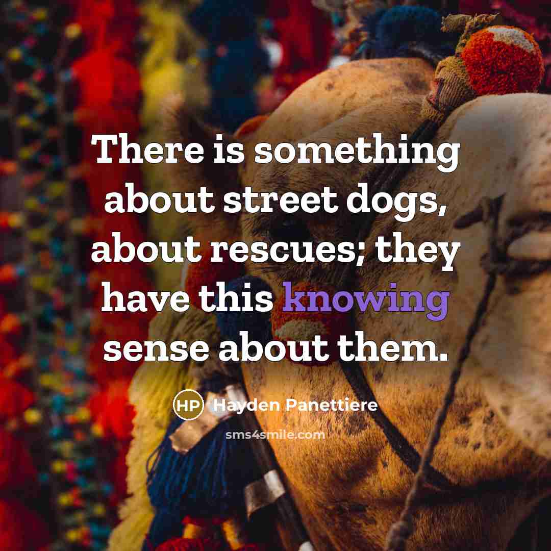 “There is something about street dogs, about rescues; they have this knowing sense about them.” quote by Hayden Panettiere