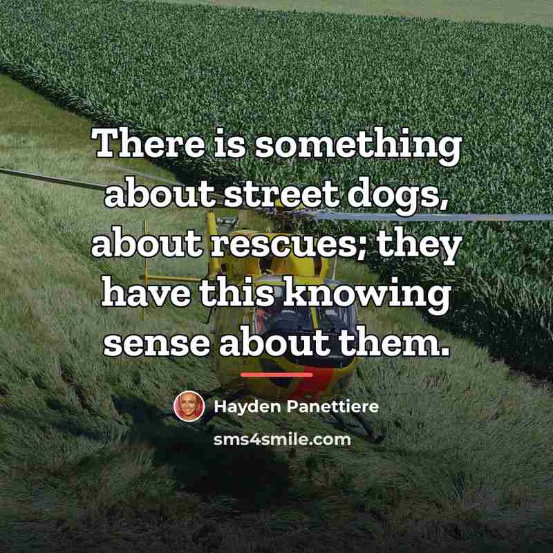 “There is something about street dogs, about rescues; they have…” quote by Hayden Panettiere