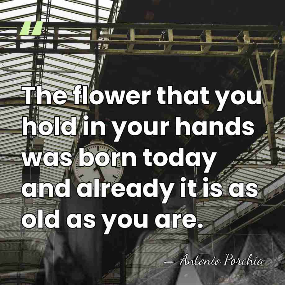 The flower that you hold in your hands was born today and&hellip; - Antonio Porchia