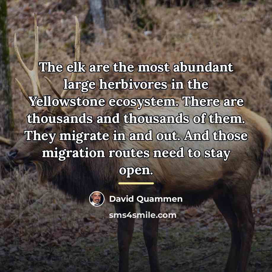 “The elk are the most abundant large herbivores in the…” quote by David Quammen