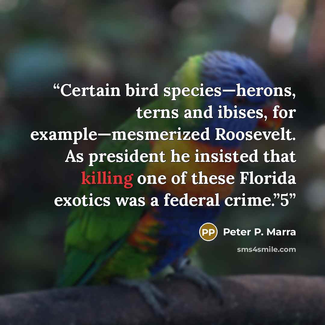 “Certain bird species—herons, terns and ibises, for example—mesmerized Roosevelt. As president he insisted that killing one of these Florida exotics was a federal crime.”5” quote by Peter P. Marra