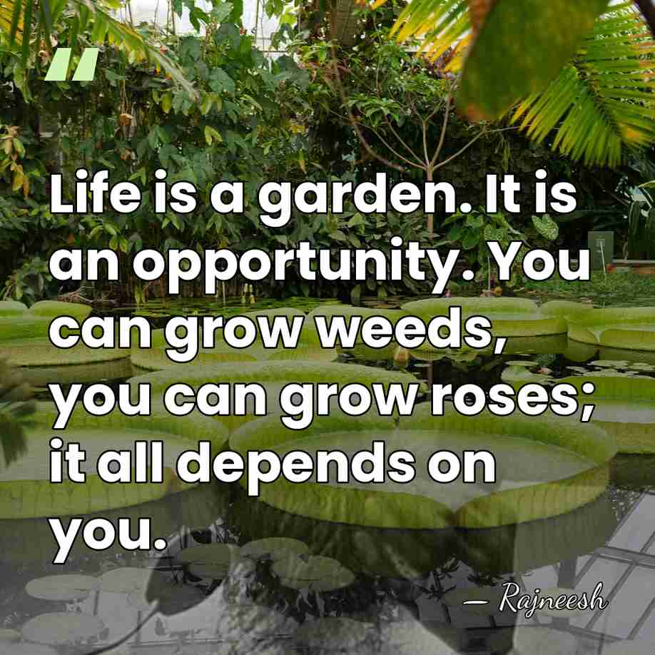 Life is a garden. It is an opportunity. You can grow weeds,&hellip; - Rajneesh
