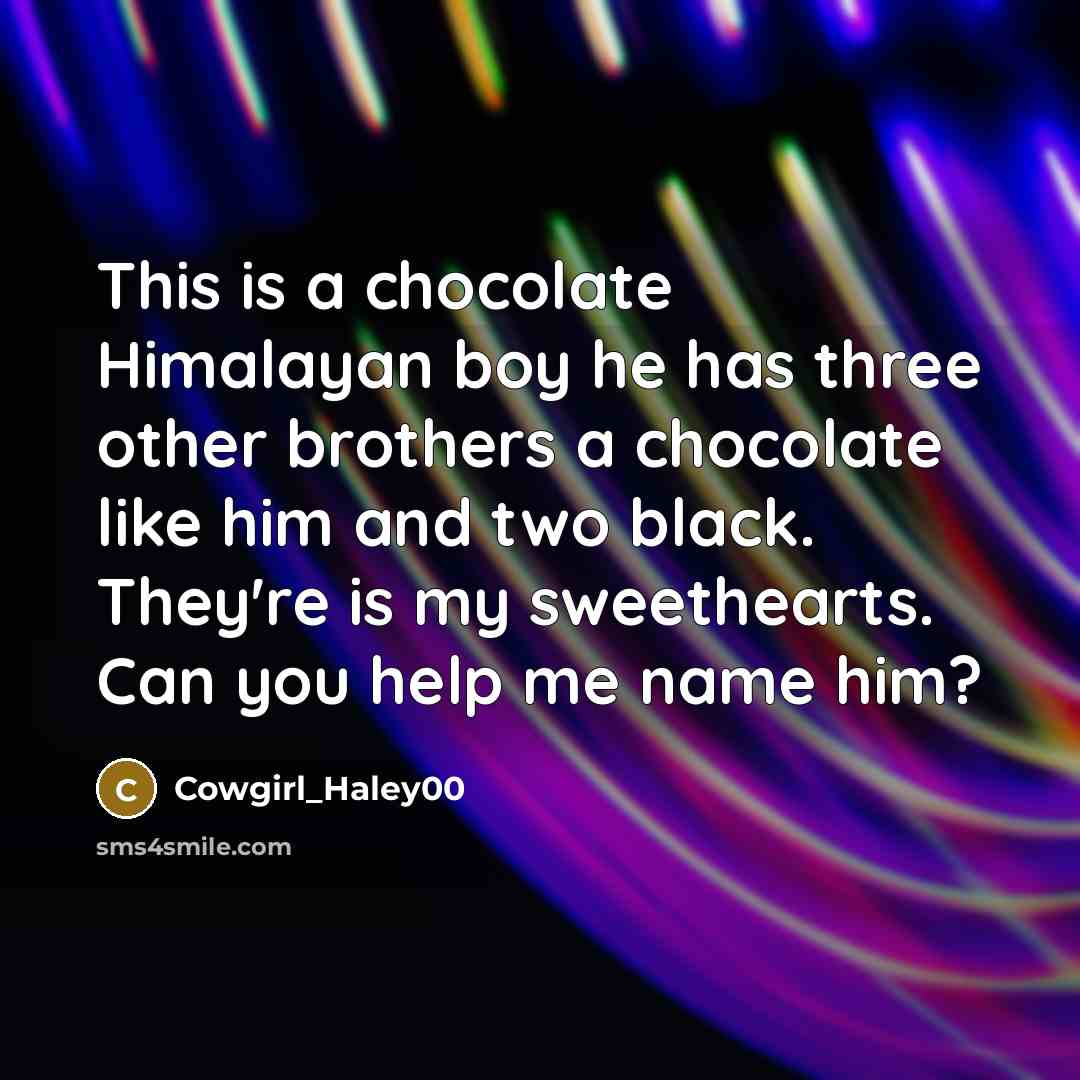 “This is a chocolate Himalayan boy he has three other…” quote by Cowgirl_Haley00