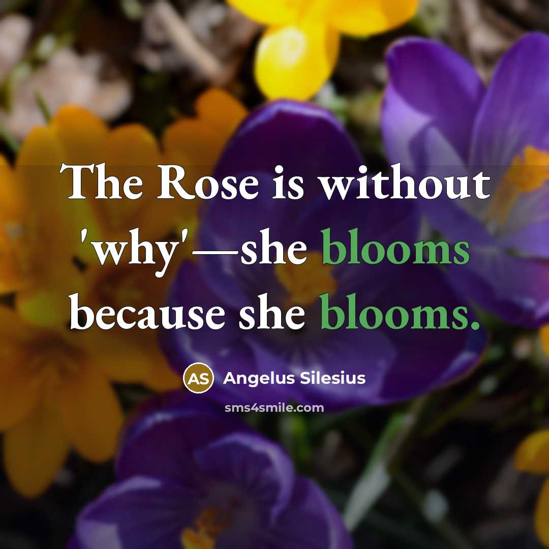 “The Rose is without 'why'—she blooms because she blooms.” quote by Angelus Silesius