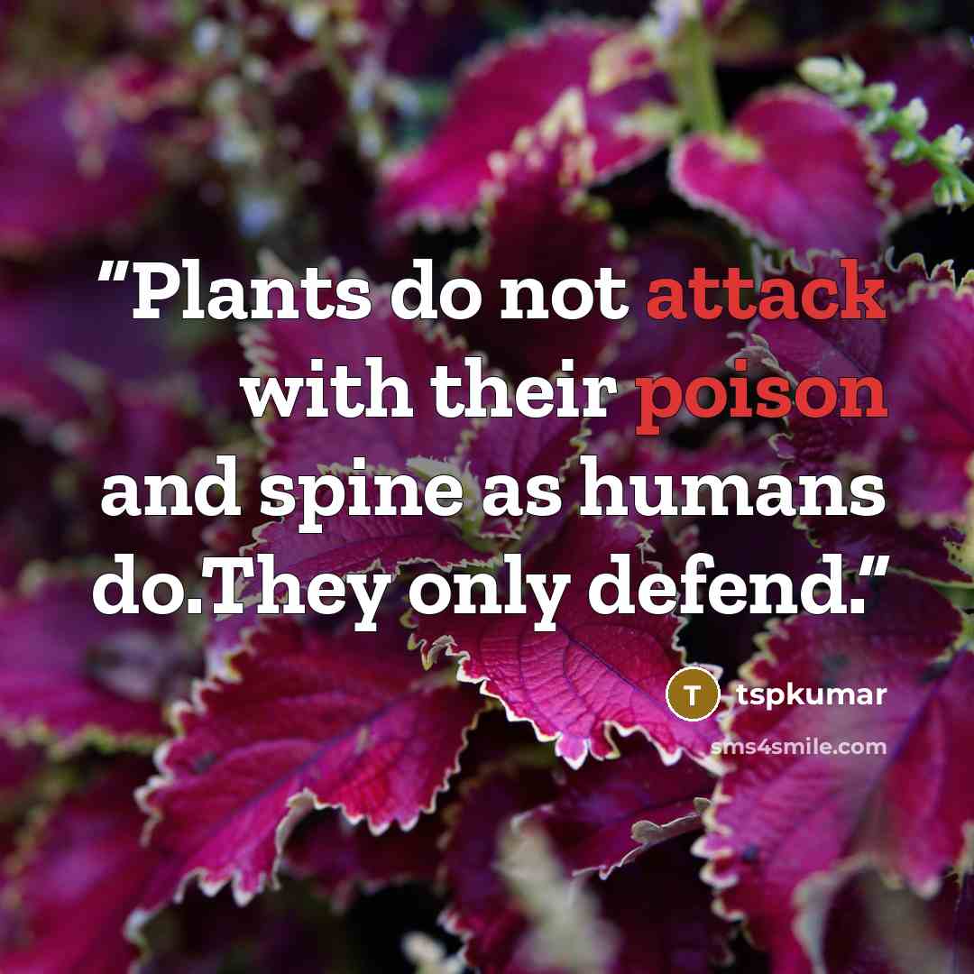 “Plants do not attack with their poison and spine as humans do.They only defend.” quote by tspkumar