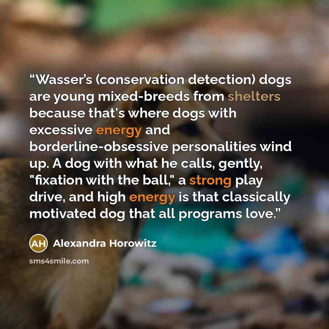 “Wasser’s (conservation detection) dogs are young mixed-breeds from shelters because that's where dogs with excessive energy and borderline-obsessive personalities wind up. A dog with what he calls, gently, "fixation with the ball," a strong play drive, and high energy is that classically motivated…” quote by Alexandra Horowitz