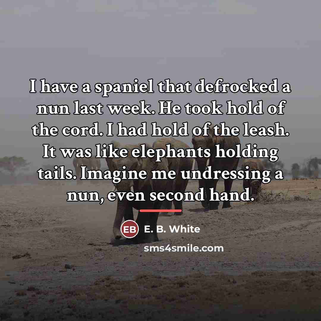 “I have a spaniel that defrocked a nun last week.…” quote by E. B. White
