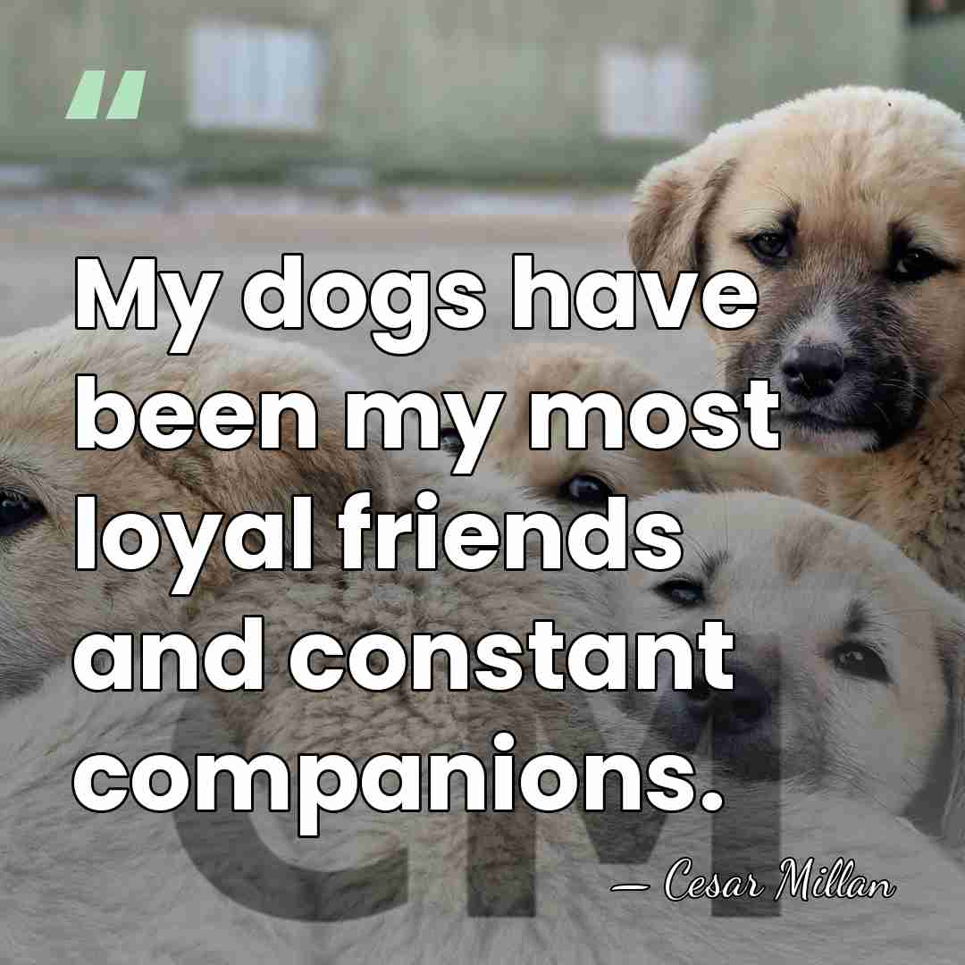 My dogs have been my most loyal friends and constant companions. - Cesar Millan