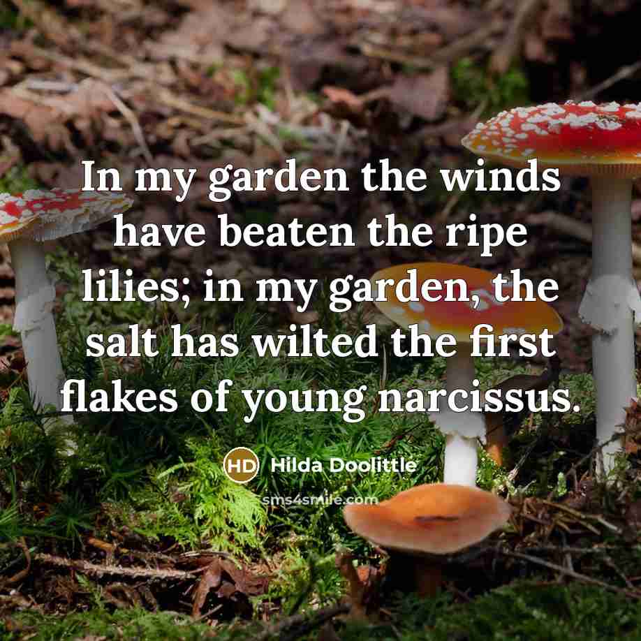 “In my garden the winds have beaten the ripe lilies;…” quote by Hilda Doolittle