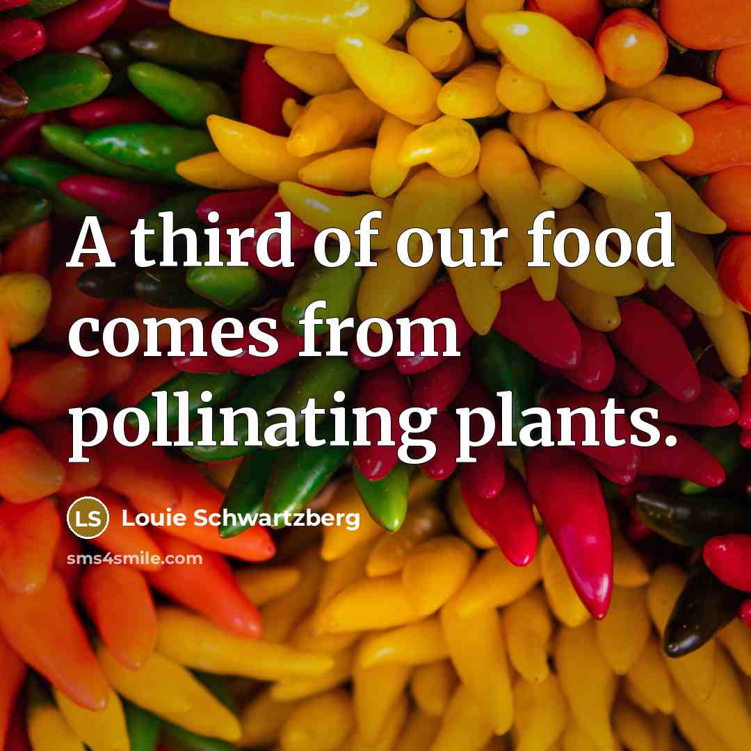 “A third of our food comes from pollinating plants.…” quote by Louie Schwartzberg