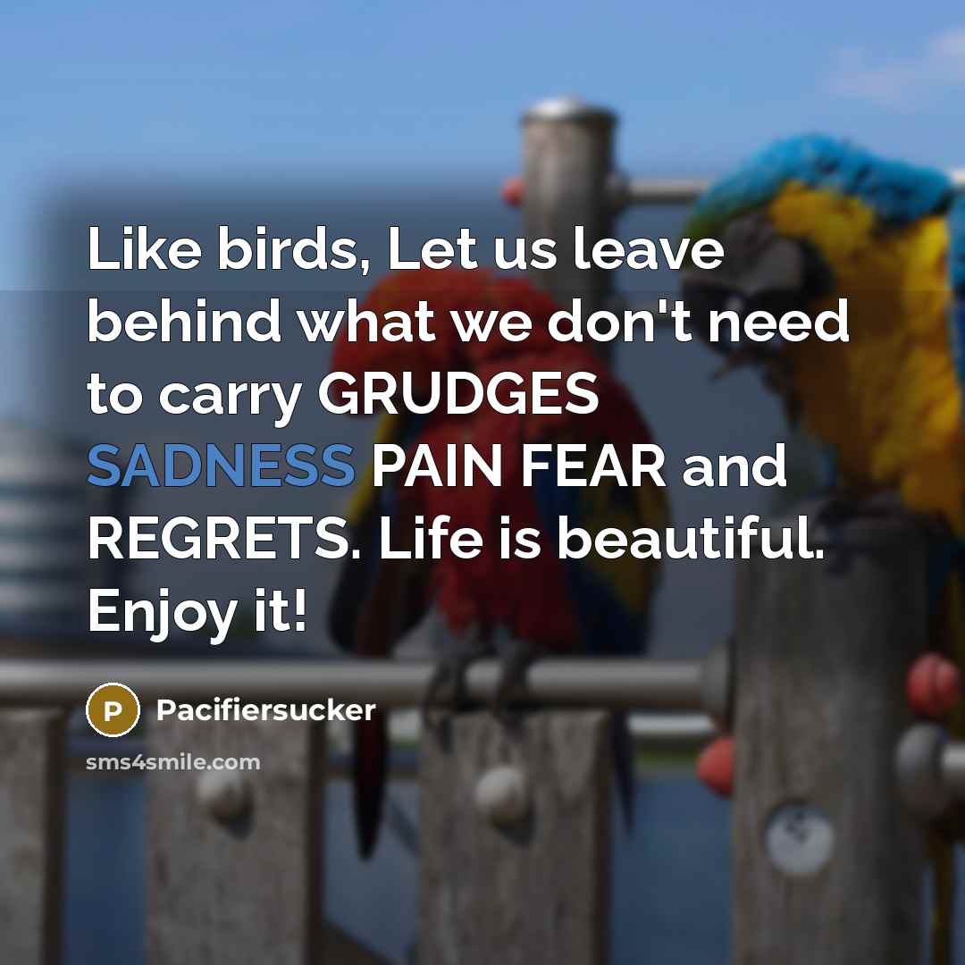 “Like birds, Let us leave behind what we don't need…” quote by Pacifiersucker