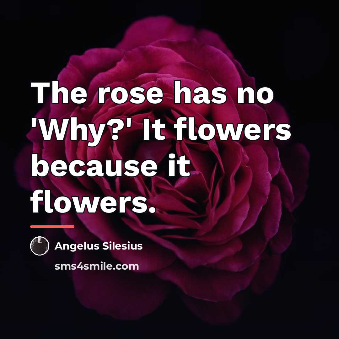 “The rose has no 'Why?' It flowers because it flowers.…” quote by Angelus Silesius