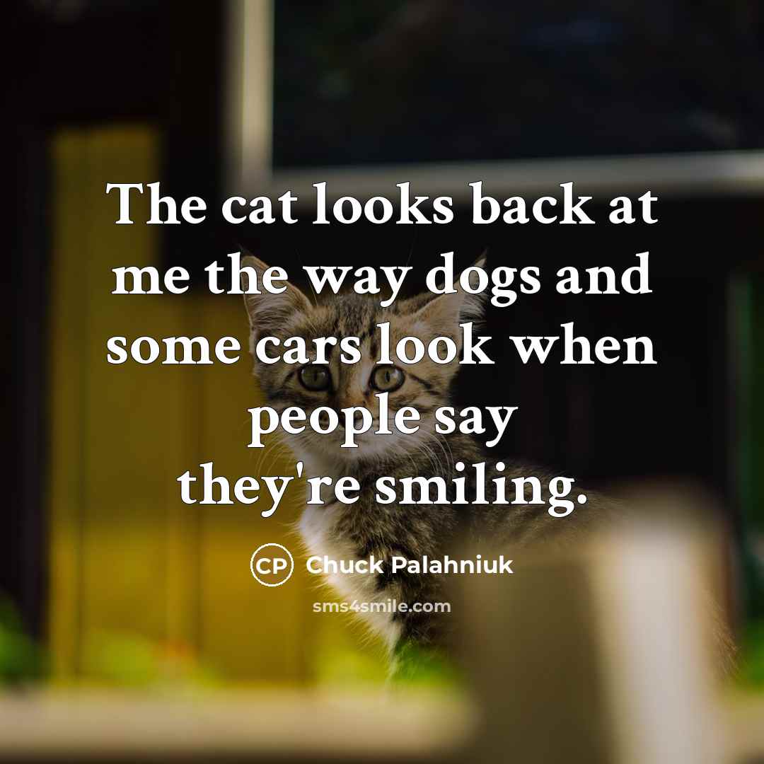 “The cat looks back at me the way dogs and…” quote by Chuck Palahniuk