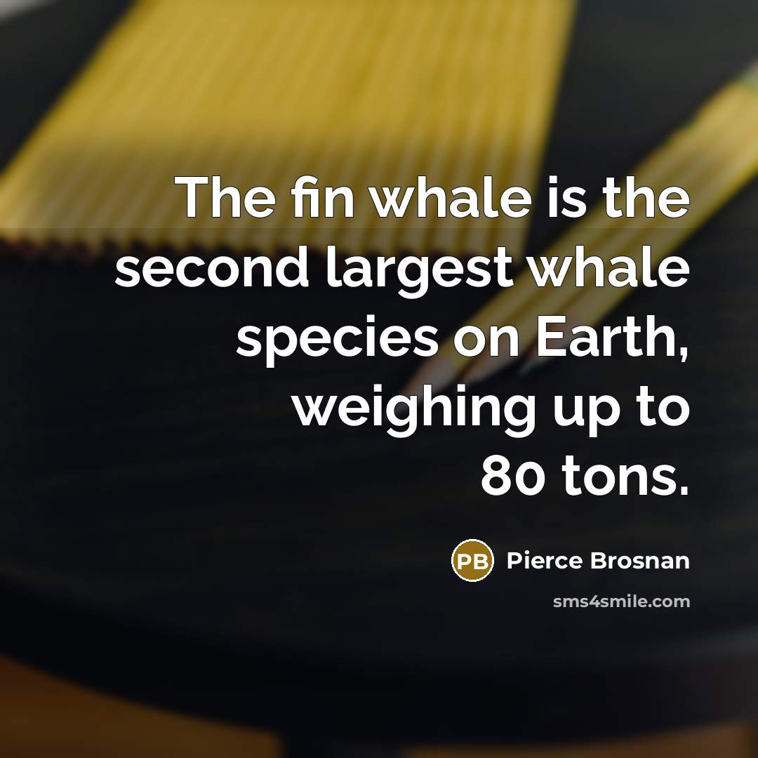 “The fin whale is the second largest whale species on…” quote by Pierce Brosnan