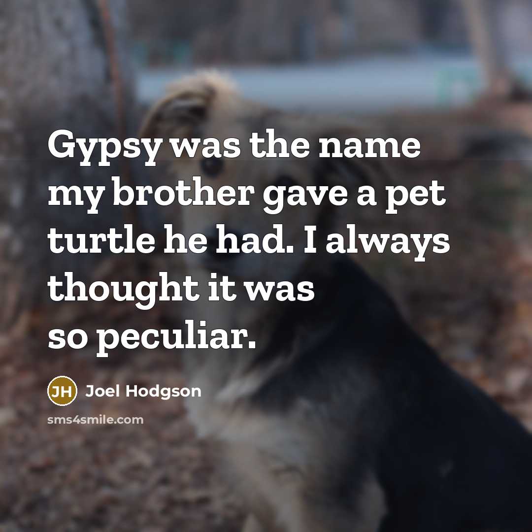 “Gypsy was the name my brother gave a pet turtle…” quote by Joel Hodgson