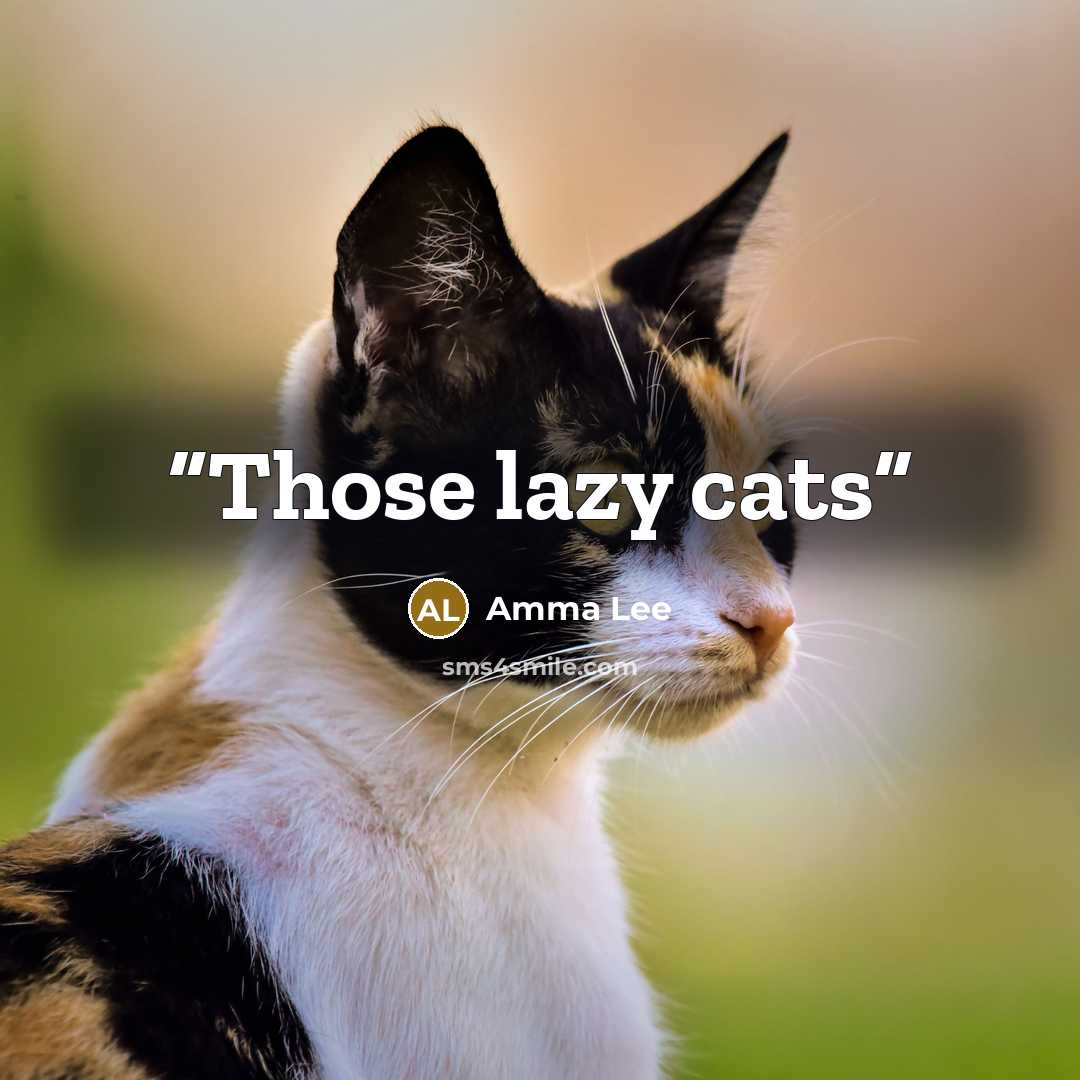 “Those lazy cats” quote by Amma Lee