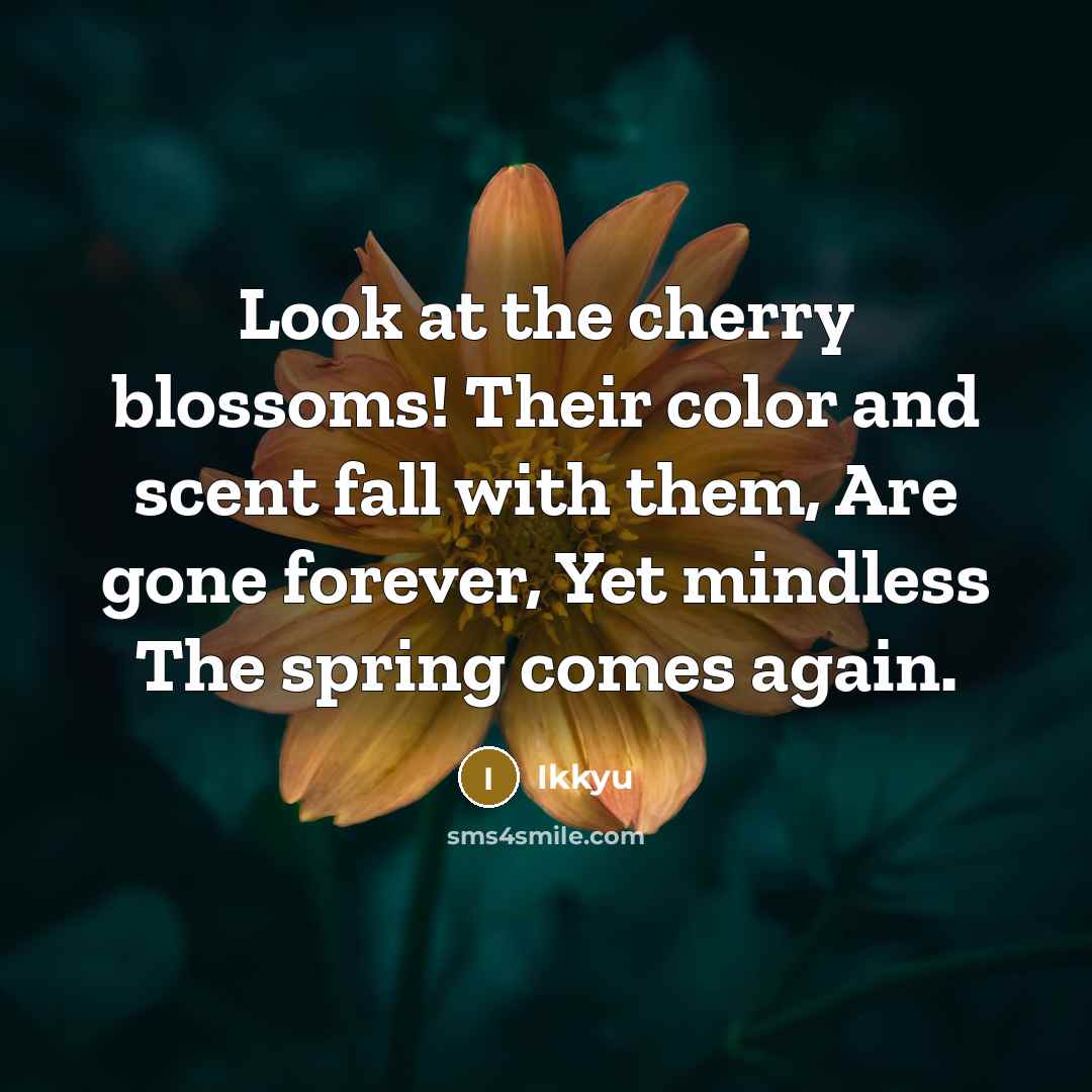 “Look at the cherry blossoms! Their color and scent fall…” quote by Ikkyu