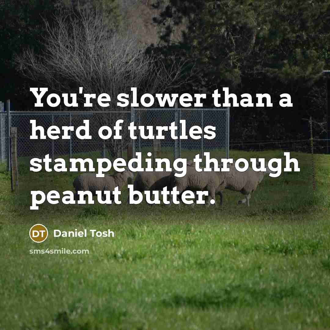 “You're slower than a herd of turtles stampeding through peanut…” quote by Daniel Tosh