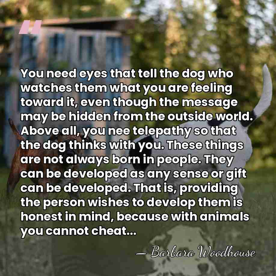 You need eyes that tell the dog who watches them what you&hellip; - Barbara Woodhouse
