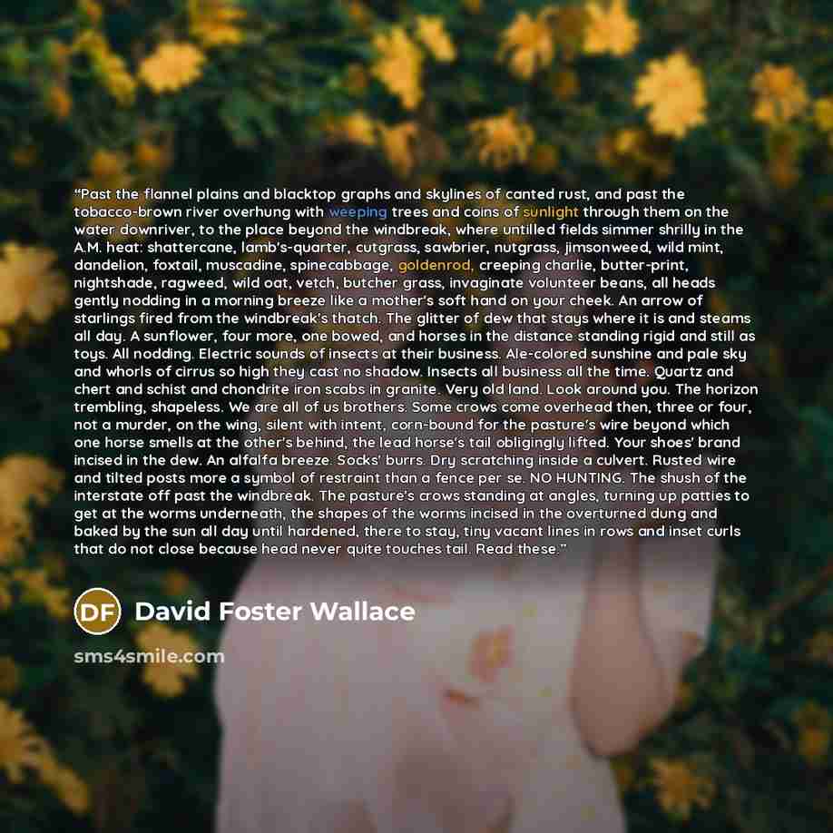 “Past the flannel plains and blacktop graphs and skylines of canted rust, and past the tobacco-brown river overhung with weeping trees and coins of sunlight through them on the water downriver, to the place beyond the windbreak, where untilled fields simmer shrilly in the A.M. heat: shattercane…” quote by David Foster Wallace